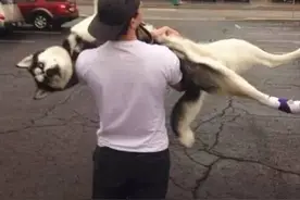 哈士奇与二哈的区别，二哈：无敌是多么寂寞图片