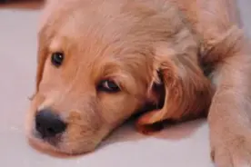 狗狗不吃东西没精神是怎么回事？铲屎官要注意，千万不能大意图片