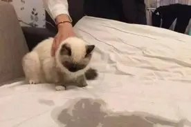 被猫尿过的被子，味道太大了，除了洗被子还能咋办图片