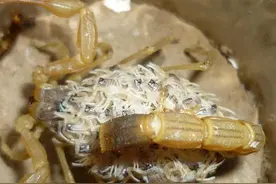 爬山捉蝎子，晚上照蝎子，我是唯一一个对蝎子毒免疫的人图片