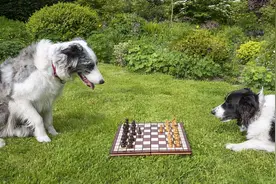 边牧犬一生必定经过的阶段，宠主要了解一下图片