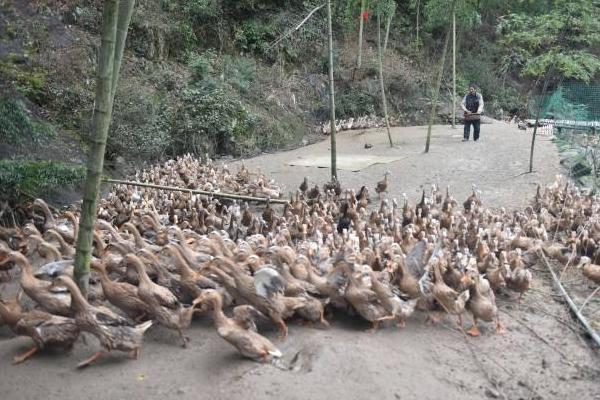 鍏婚腑鍓嶆湡瑕佹敞鎰忎粈涔堬紵楗按銆侀ゲ鏂欍€佺柅鐥呴闃层€佹寜鏃舵墦鐤嫍