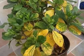 盆栽动不动黄叶枯焦，喂点“铁”给它吃，绿芽疯长花猛开图片