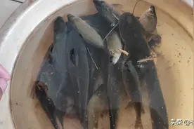 年轻钓手说野钓粗线挡口，老大爷上去邦邦两拳！难怪你钓不到鱼图片