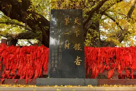 天下银杏第一树图片