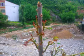 如何将香椿树变成蔬菜树？一次性采收几十斤香椿芽，农民都说好图片