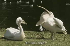 给鹈鹕一个摄像头，它就是最火的吃播，一张大嘴什么都敢吞图片