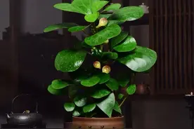 家里养盆小盼菩提，寓意喜庆，清新又养眼、漂亮又好养图片