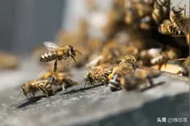 ​蜂王交配前腹部为何不断抽动？2个行为隐藏巨大阴谋，让雄蜂毙命图片