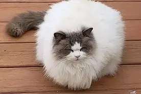 “宝藏猫咪”流落街头，睡车库，吃杂饭，布偶猫都没人要图片