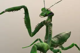 200公斤的螳螂，和200公斤的老虎，哪个更厉害？图片