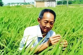 袁隆平的杂交水稻那么有名，为何我们却很少吃到？这也许是件好事图片