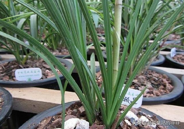 兰花施肥是个热门的话题，今天就谈谈施不施肥或者怎么施吧