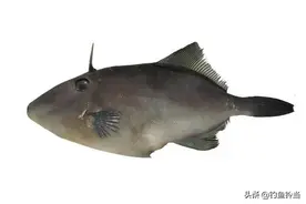 这种鱼需要去头和剥皮，以前根本没人吃，现在却是钓鱼人的最爱图片