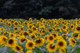 初一数学下册“知识点”归纳，弯道超车就靠它图片