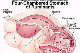 牛年说牛 | 牛的四个胃都有啥用？该怎么吃？图片