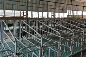 正本清源：农户散养才是生猪养殖行业的最大稳定器。图片
