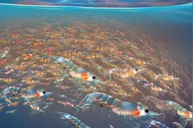 南极磷虾：5亿吨的海上“金矿”，中国将是最大“黑马”？图片