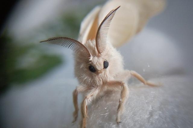 蚕有眼睛吗 蚕有眼睛吗?_品学知识网