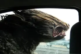 这些喜爱坐车的狗狗太有趣了图片