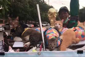 环卫大叔捡到9只流浪猫，养得膘肥体壮，垃圾车成了“撸猫车”图片