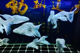 鱼店老板给出的答案，蝴蝶鲤容易饲养，为什么很多鱼友养不好呢？图片