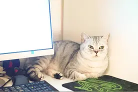 遇到一只农民揣的猫咪怎么办？盘它图片