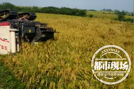 不幸！收割机侧翻，驾驶员被压身亡图片