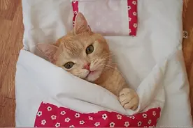 不想从被窝里出来 像人一样睡觉的猫咪 萌你没商量图片