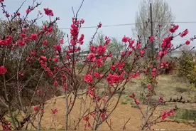 这里是真正的在那桃花盛开的地方，2019年4月19日拍摄于山东海阳图片