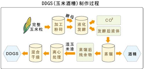玉米酒糟在养猪上的妙用，猪不仅爱吃还能降低成本！
