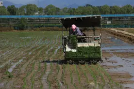 北京城里还能种水稻？一天插秧百亩，七天完活儿图片