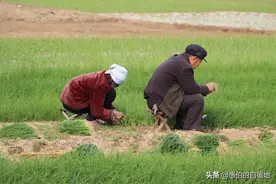 上传一组初冬时的苏北农村：乡情满满，弥漫着一望无际的乡愁图片