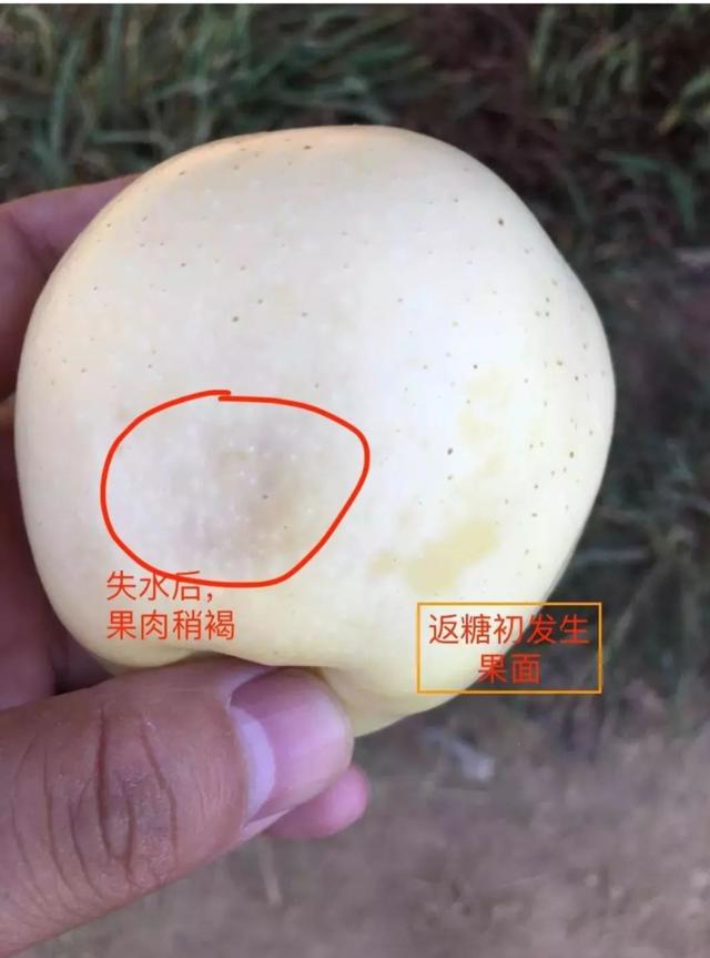 苹果进入采收期，要严防水心病的侵害，教你如何防治延长贮藏时间