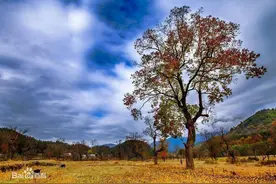 为生物柴油发展提供丰富可持续的原料——乌桕图片