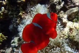到印尼，感受一场奇妙的海洋之旅图片