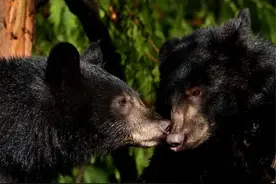 母黑熊带小熊捕鱼，吃完鱼卵后，再吃鱼脑与鱼皮，却把鱼肉扔一边图片