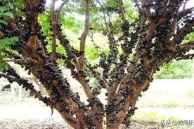 海南庭院流行种植嘉宝果树图片