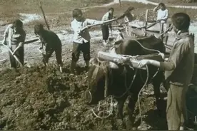 听她讲述在东北插队的辛酸往事，她说是老队长一家帮她养大了女儿图片