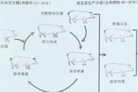 猪场轮回杂交法，自己培育好母猪，成本低还安全。图片