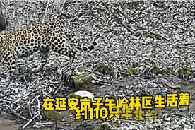 延安子午岭拍到野生华北豹图片