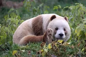 寻找山海经（二）：不可思议，人类与大熊猫已有上百万年的友谊图片