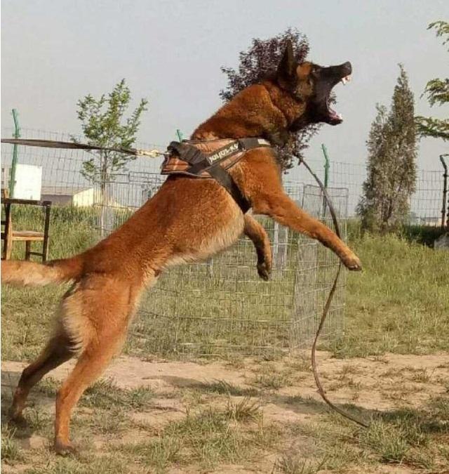 德牧的奔跑速度,敏捷度不如马犬,马犬的弹跳力和爆发力是令人吃惊