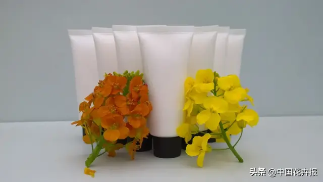 北国杏花初绽，江南已是油菜花漫山，“可甜可盐”的彩色油菜花，爱了！