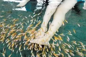 鱼疗馆中都是食人鱼鱼苗？小伙丢一块肉后，结果场面一度失控！图片