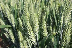 小麦越冬，做好这七个防寒管理，来年丰收稳了图片