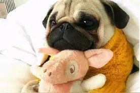 狗狗“发抖”是什么原因？有些答案你可能没有想到图片