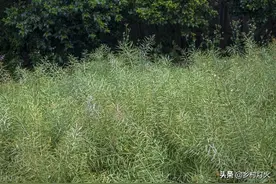 农民开的荒地到底算是谁的？开荒地的有关规定你都知道吗？图片