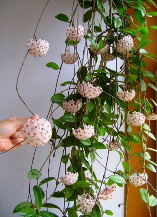 贝拉小蜜蜂草本身体乳