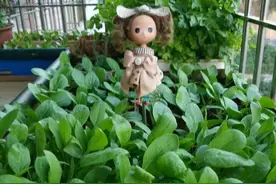 菠菜“太贵啦”，不如自己在家种，掌握4个技巧，一个冬天吃不完图片
